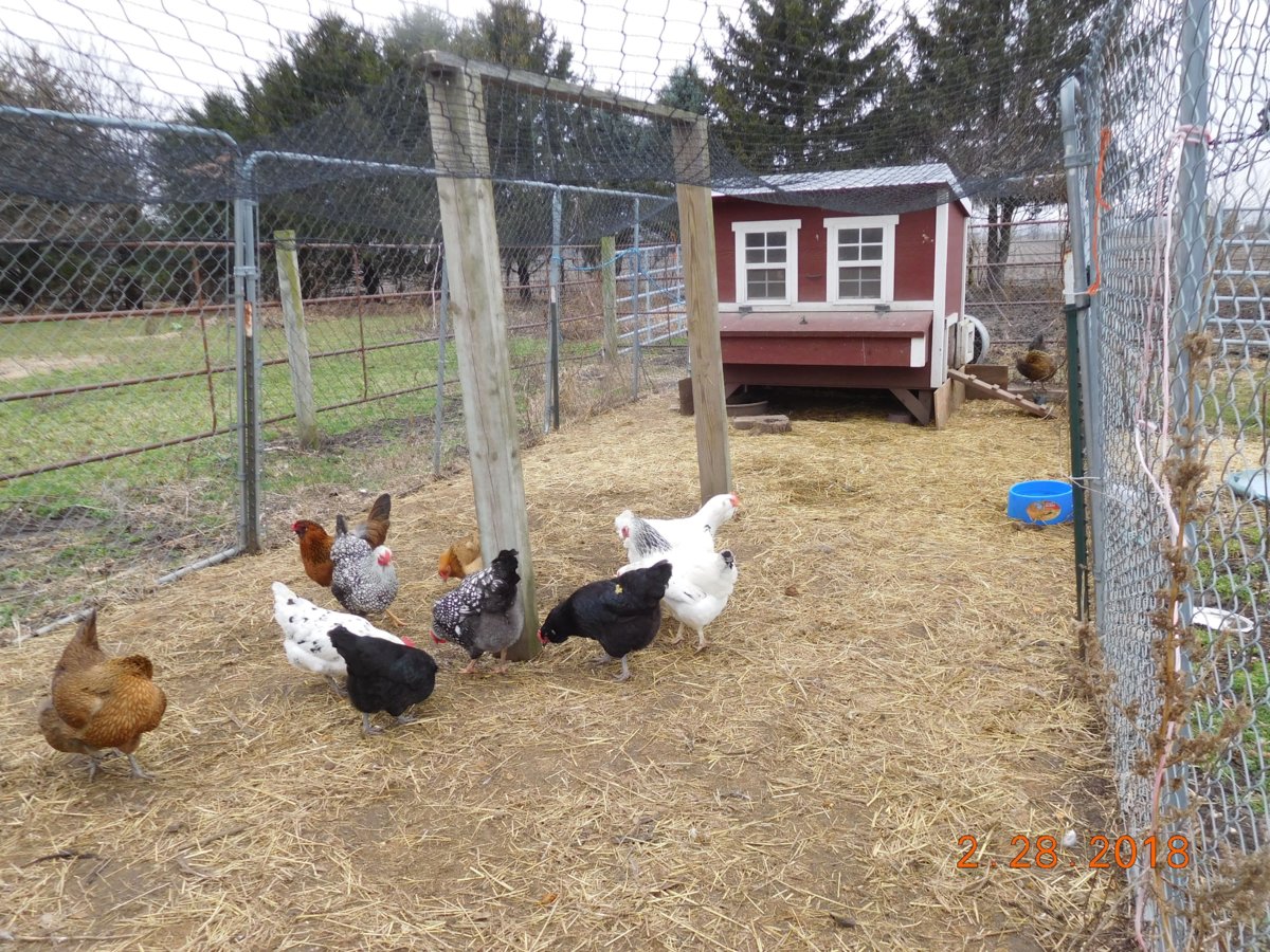 The flock and coop, #1, 02-28-18.jpg
