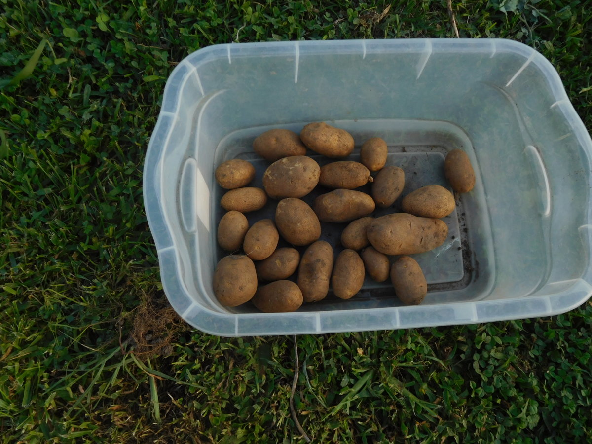 The potatoes I kept, 08-06-17.JPG