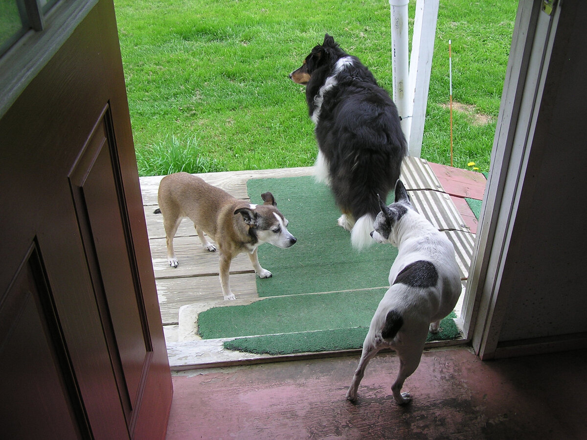 ThePack14May2025.JPG