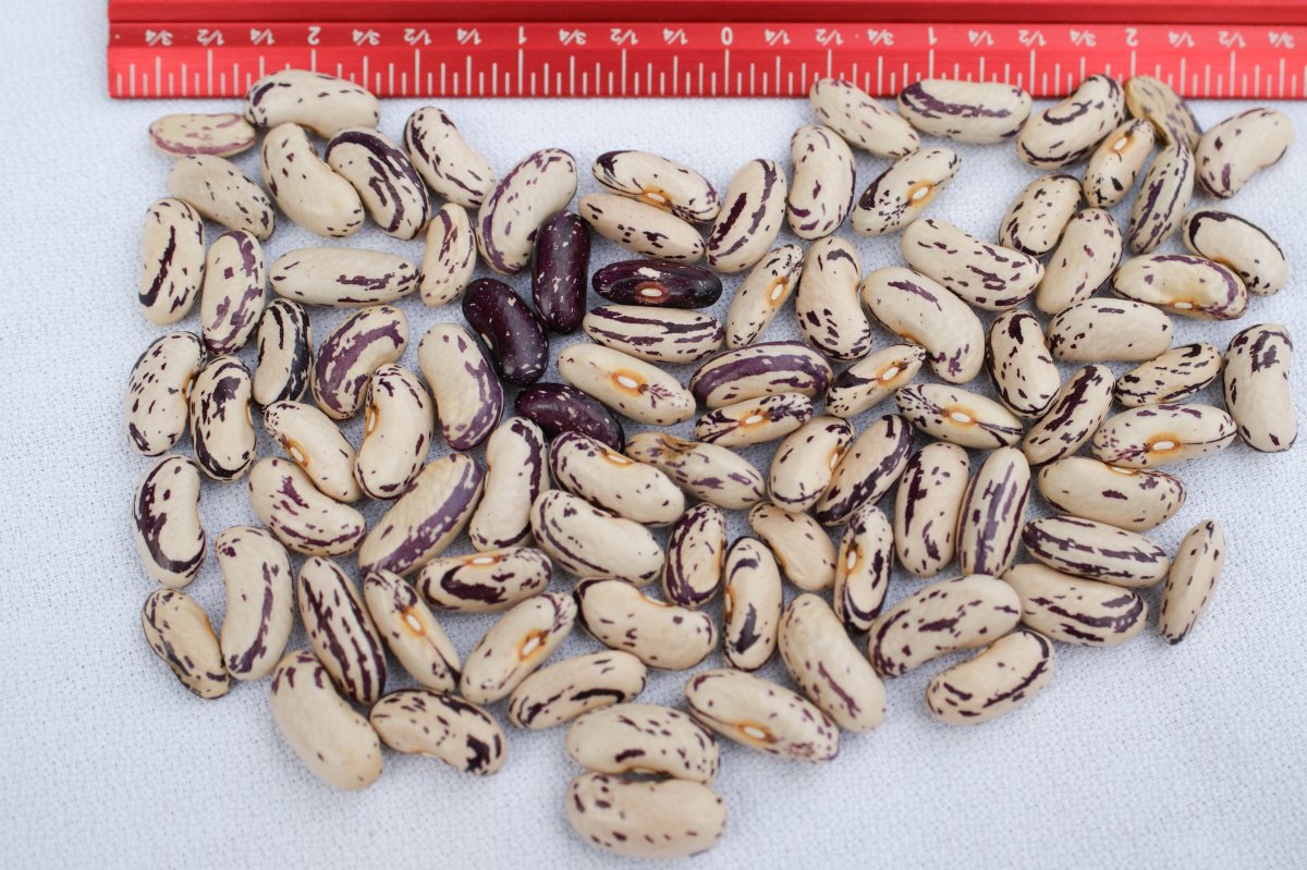 Thibodeau Comte Beauce - Harvest with Scale-01407.jpg