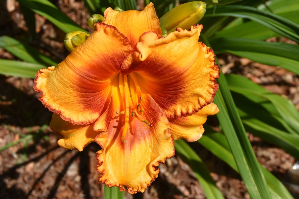 This girl is on fire daylily.jpg