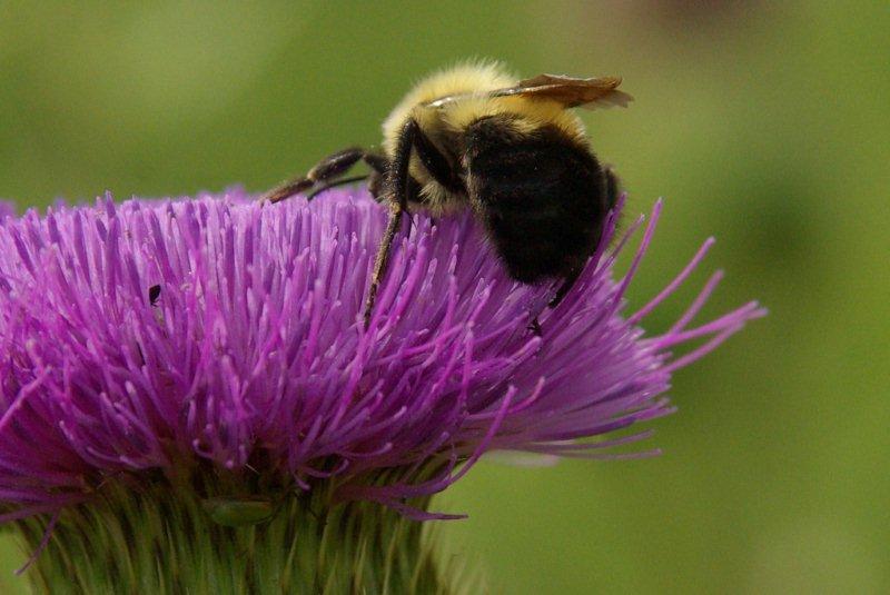 thistle bee.jpg