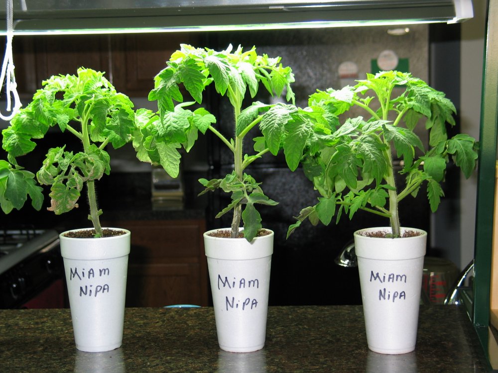 Three Miam Nipa Tomato Plants.JPG