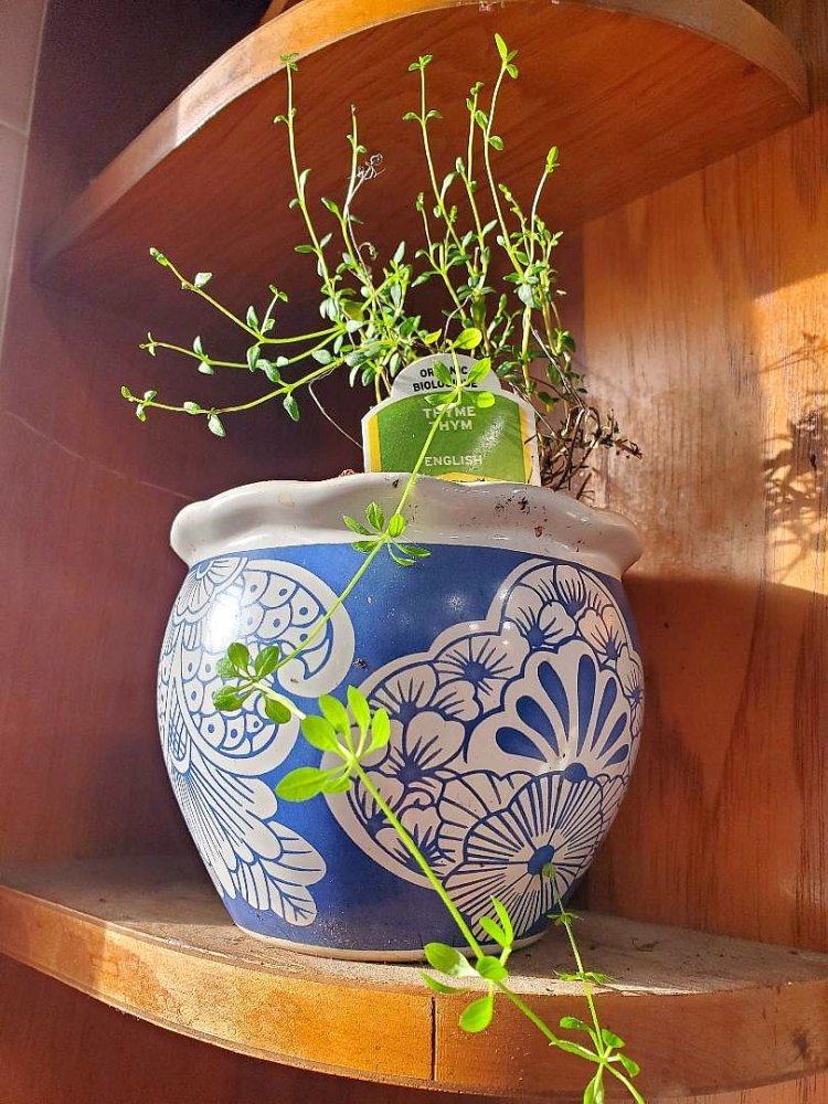 Thyme by the kitchen window, January, 2023.jpg