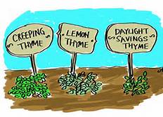 thyme.jpg
