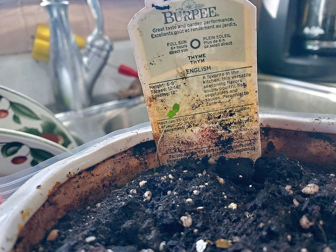 Thyme seedling, 02-26-24.jpg