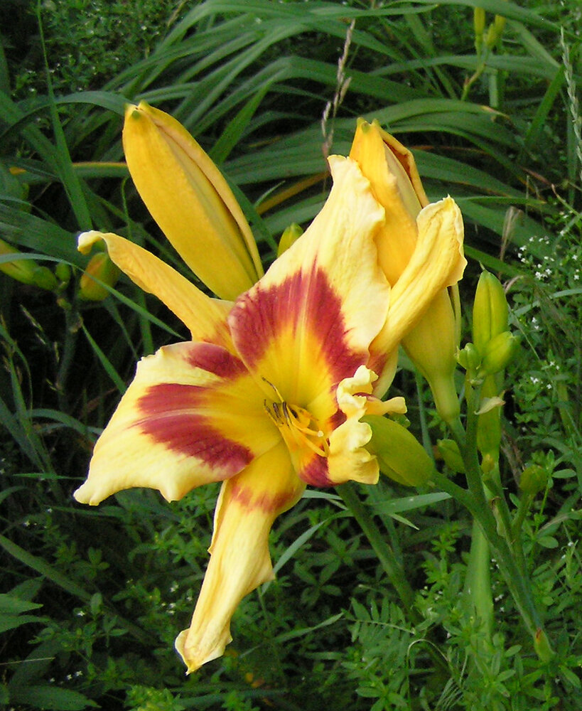 TigerSwirlDaylily2025.JPG