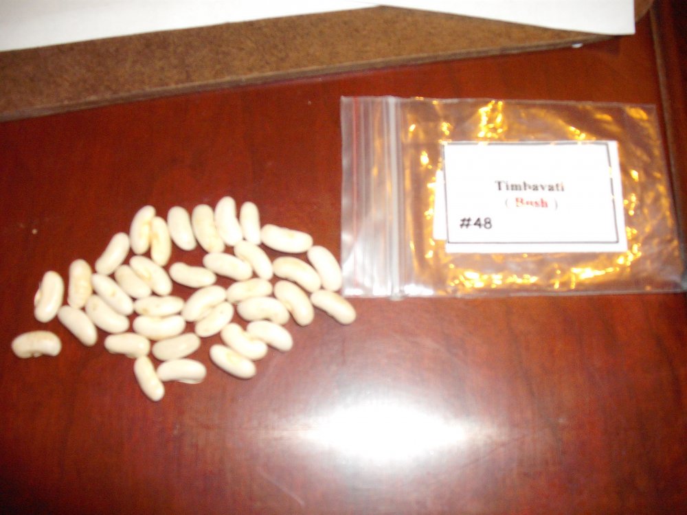Timbavati.JPG