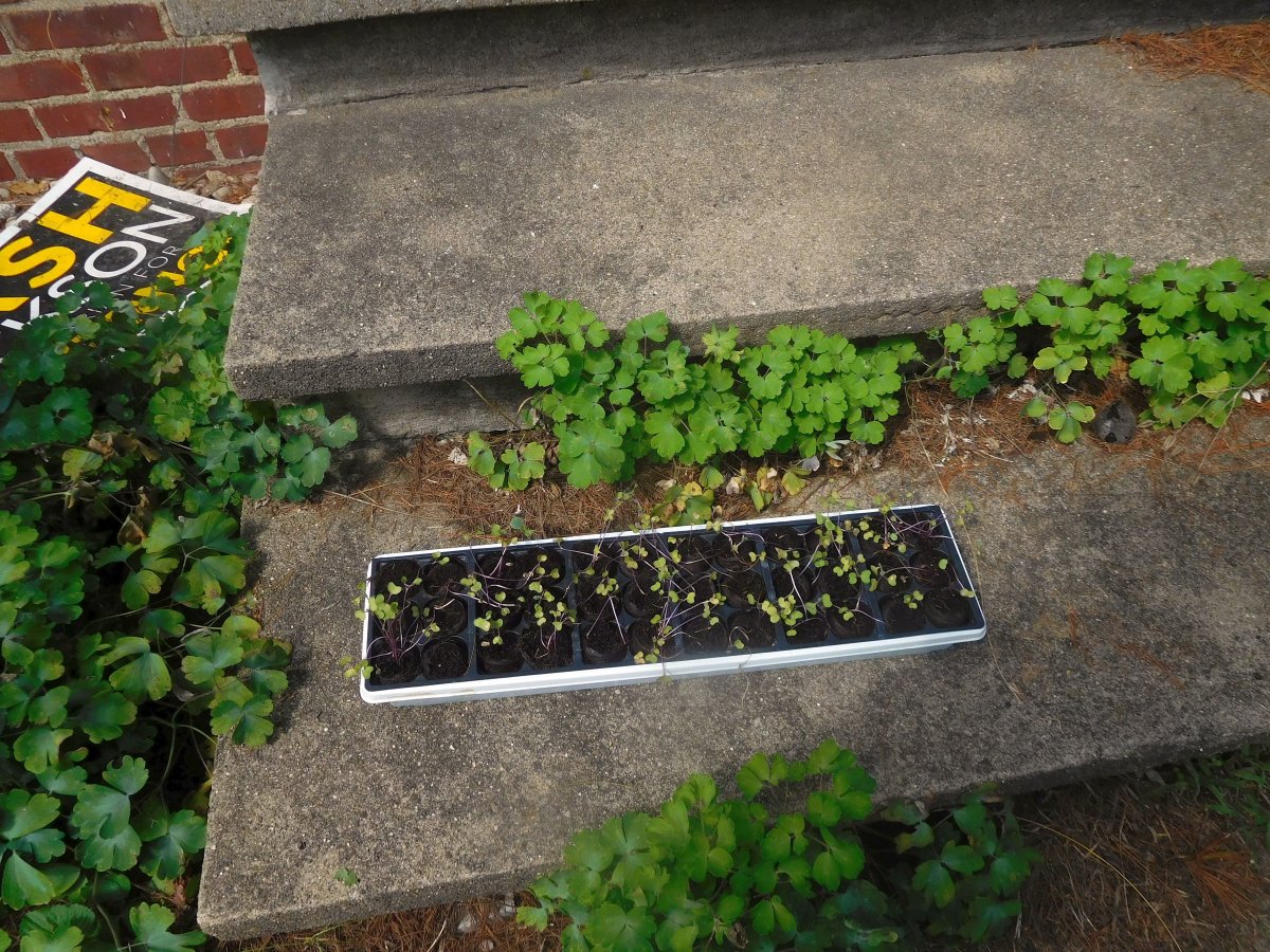 Tiny Brussels Sprouts, 09-01-19.jpg