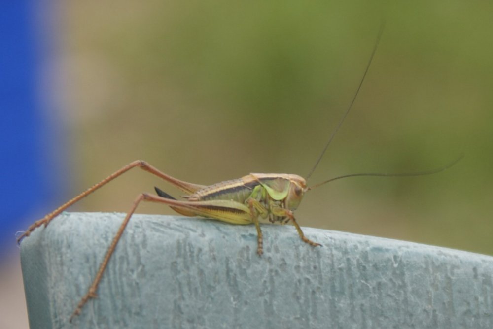 tiny grasshopper.JPG