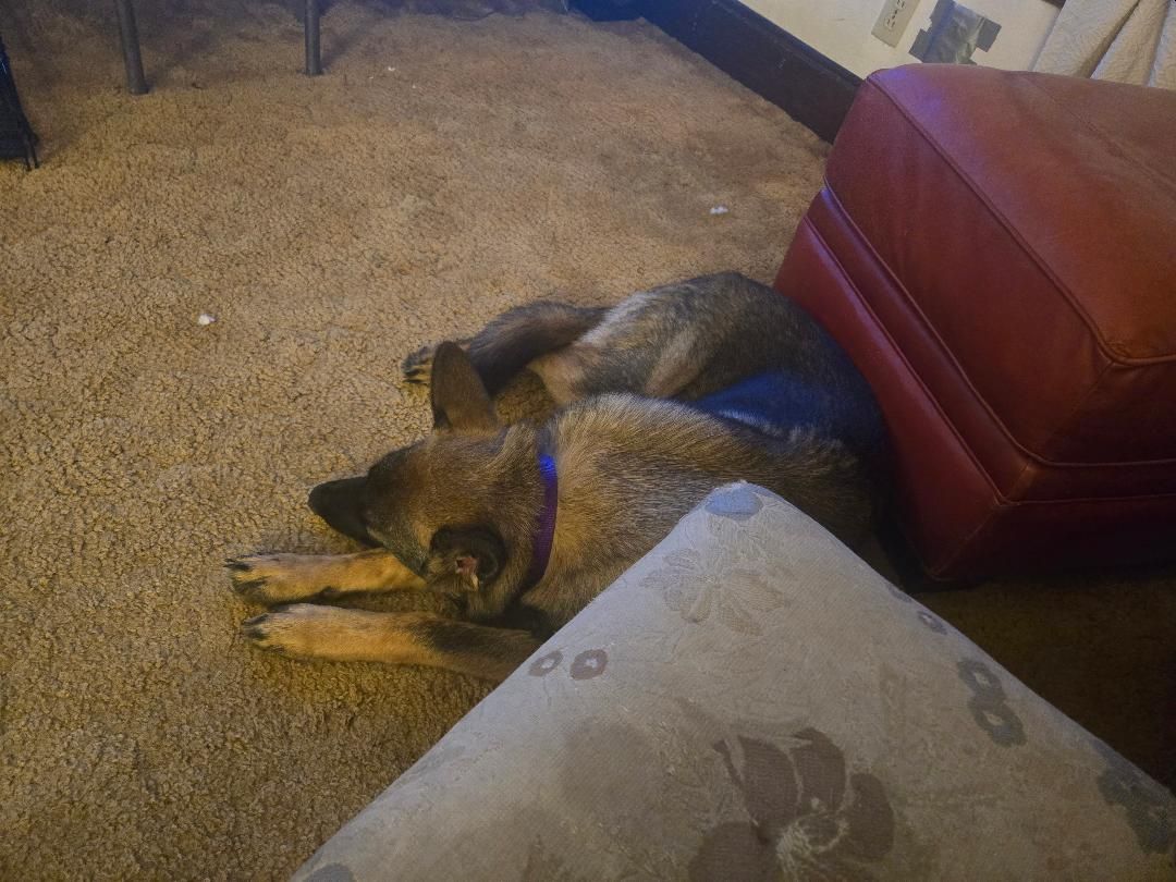 Tired Tegan, 02-14-26.jpg