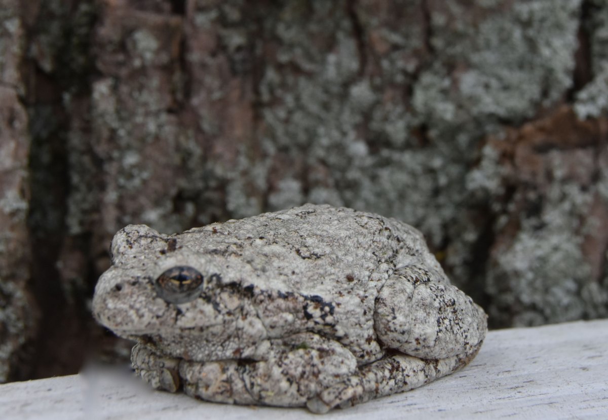 toad.jpg
