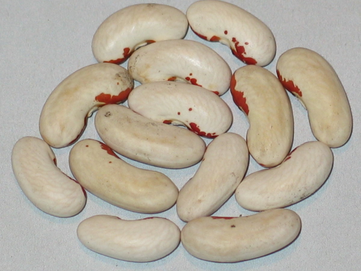 Tobacco Patch #1.jpg
