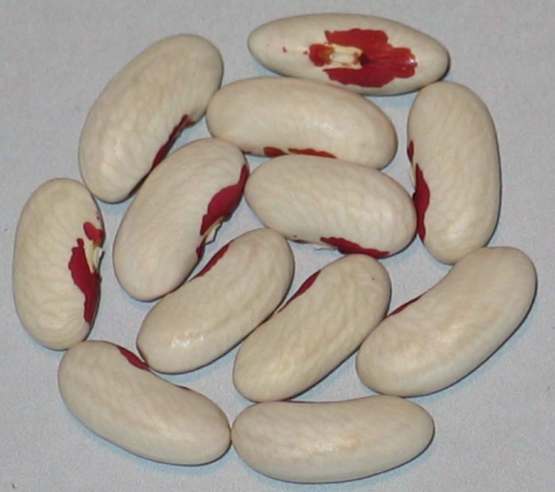 Tobacco Patch.jpg