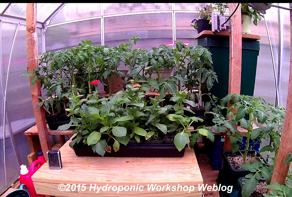 todays plants.jpg