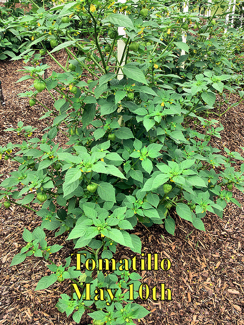 Tomatillo_051017.jpg