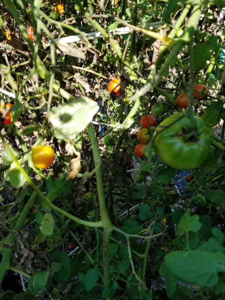 Tomato 11 9.jpg