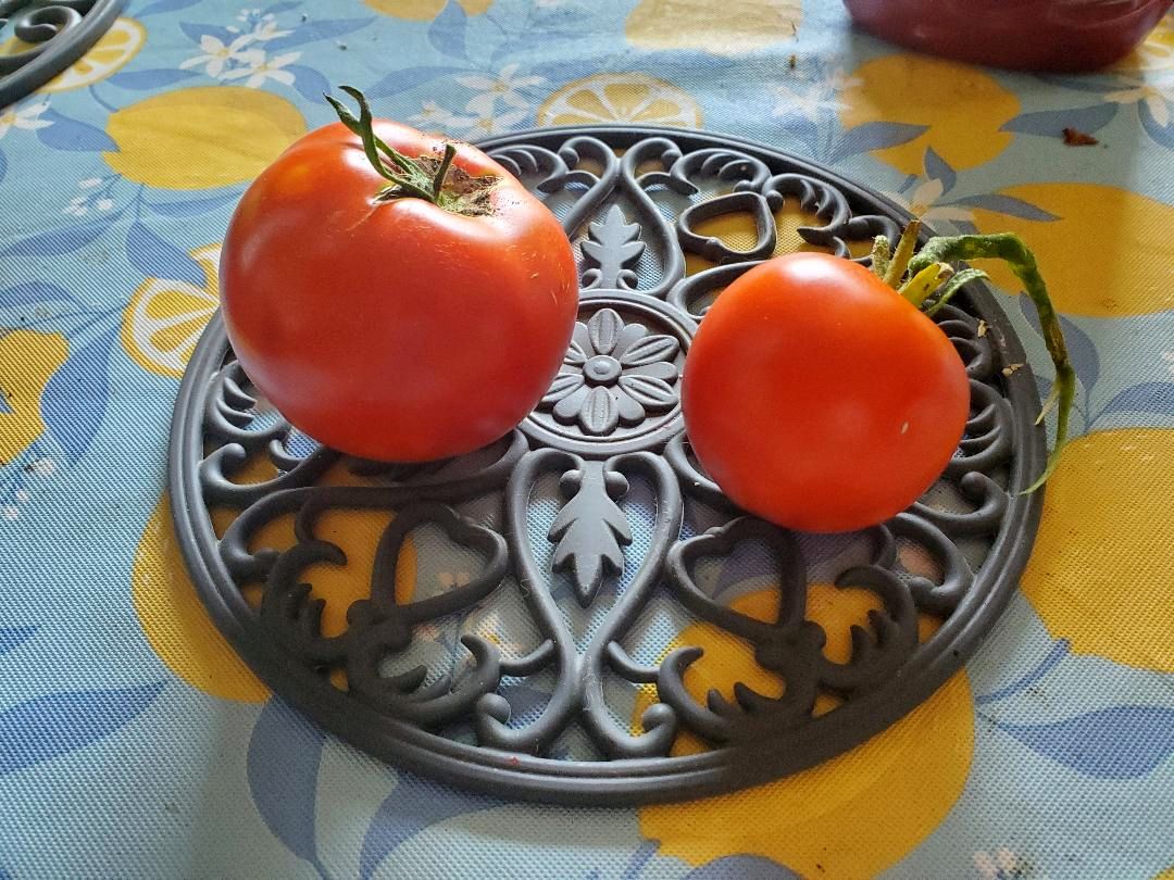 Tomato, 1st harvest, 07-25-23.jpg