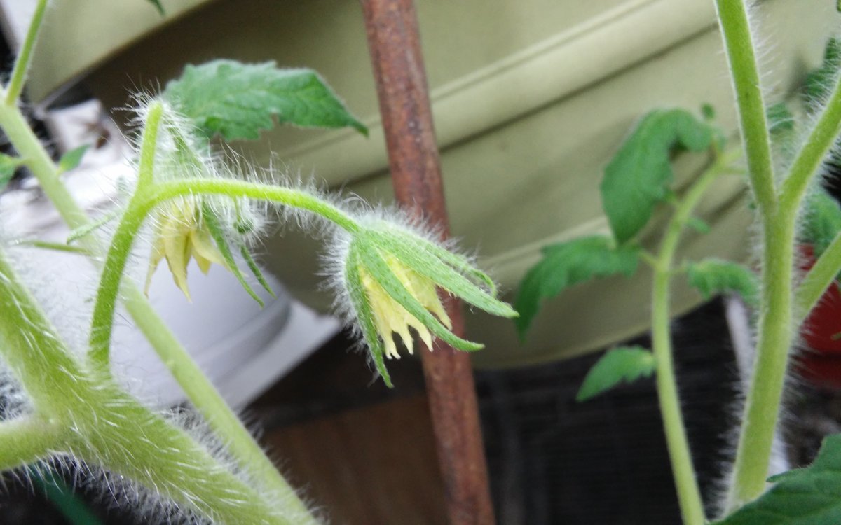 tomato 2  feb 2019.jpg
