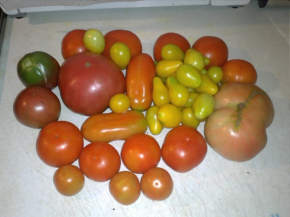 Tomato Art.jpg
