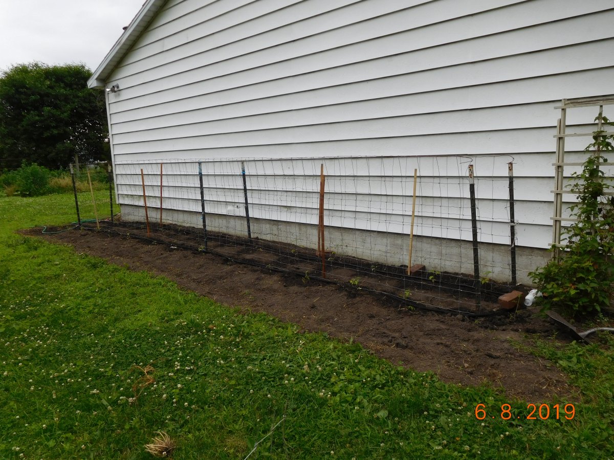 Tomato bed pretty much finished, June, 2019.JPG