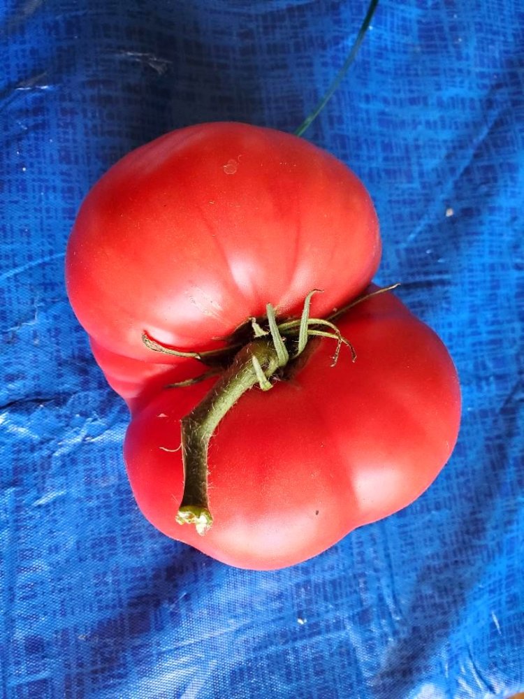 Tomato, best looking 2022, 10-04-22.jpg