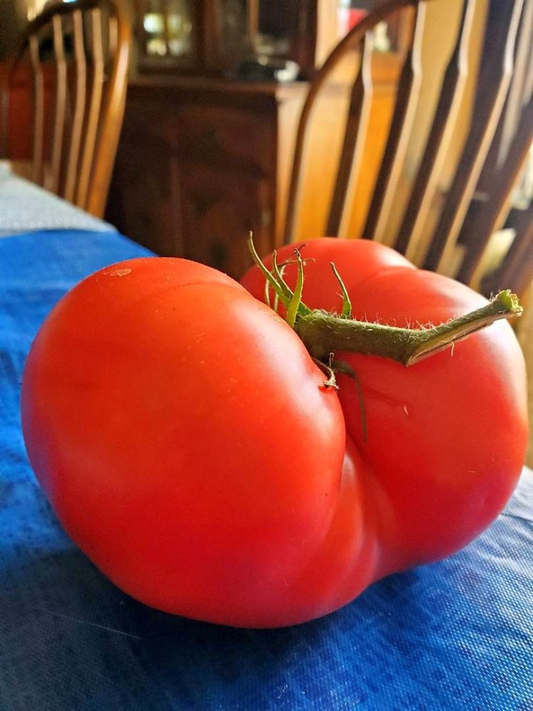 Tomato, best looking 2022, #2, 10-04-22.jpg