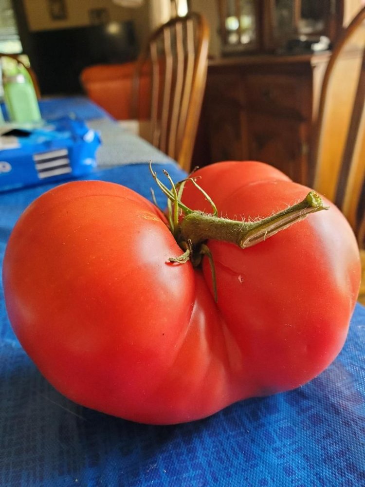 Tomato, best looking 2022, #3, 10-04-22.jpg
