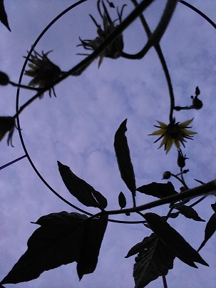 tomato blooms 6.27.18.jpg