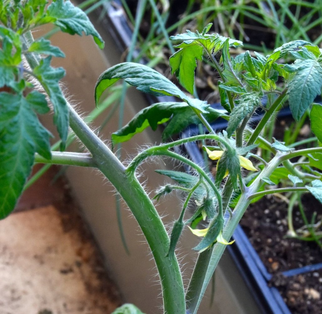tomato blossoms.jpg