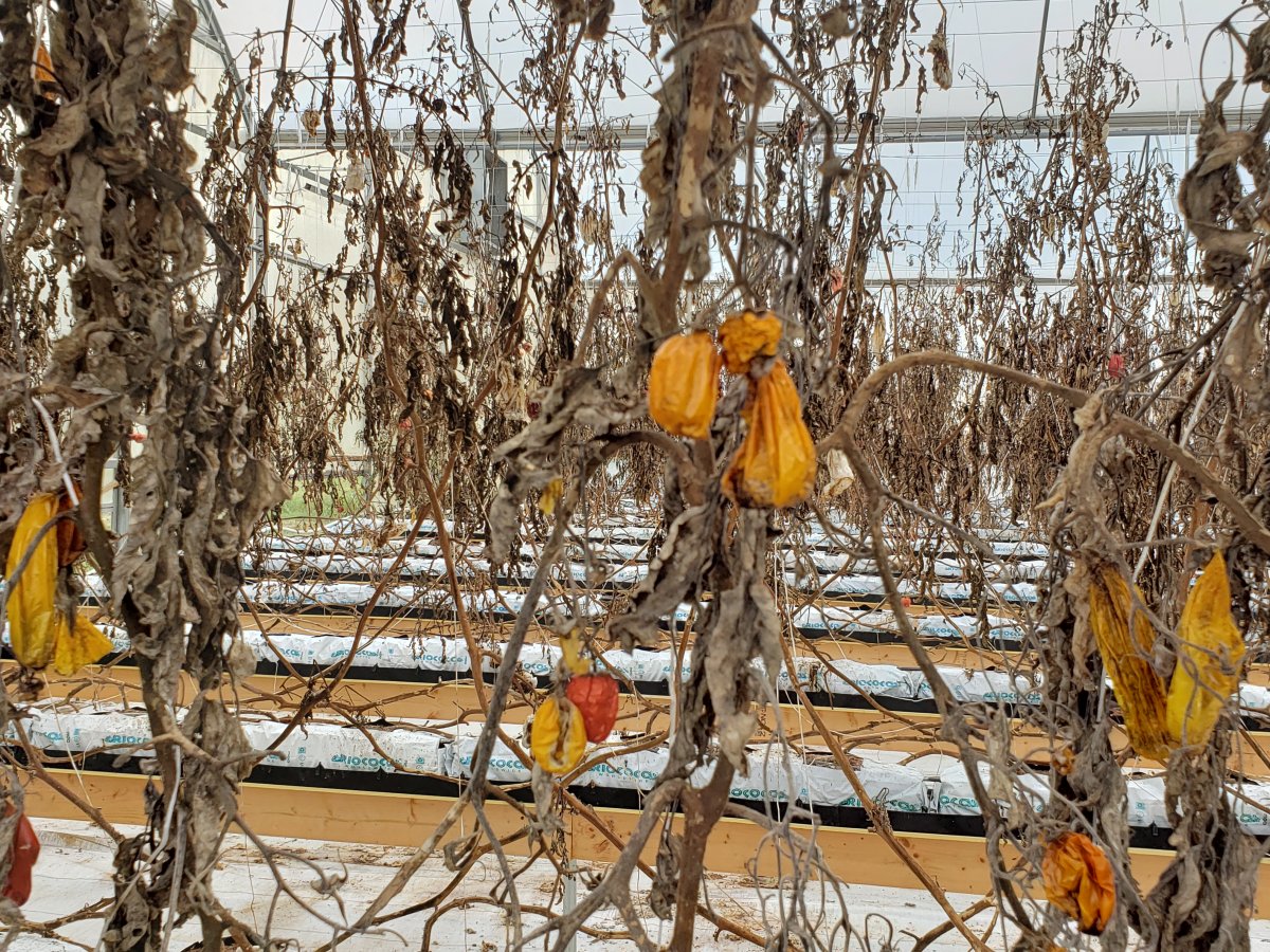 Tomato Drying.jpg
