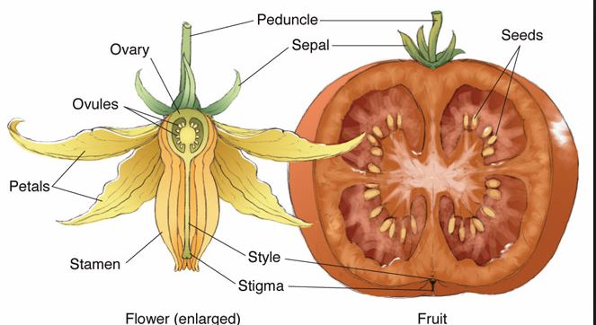 tomato flower.JPG