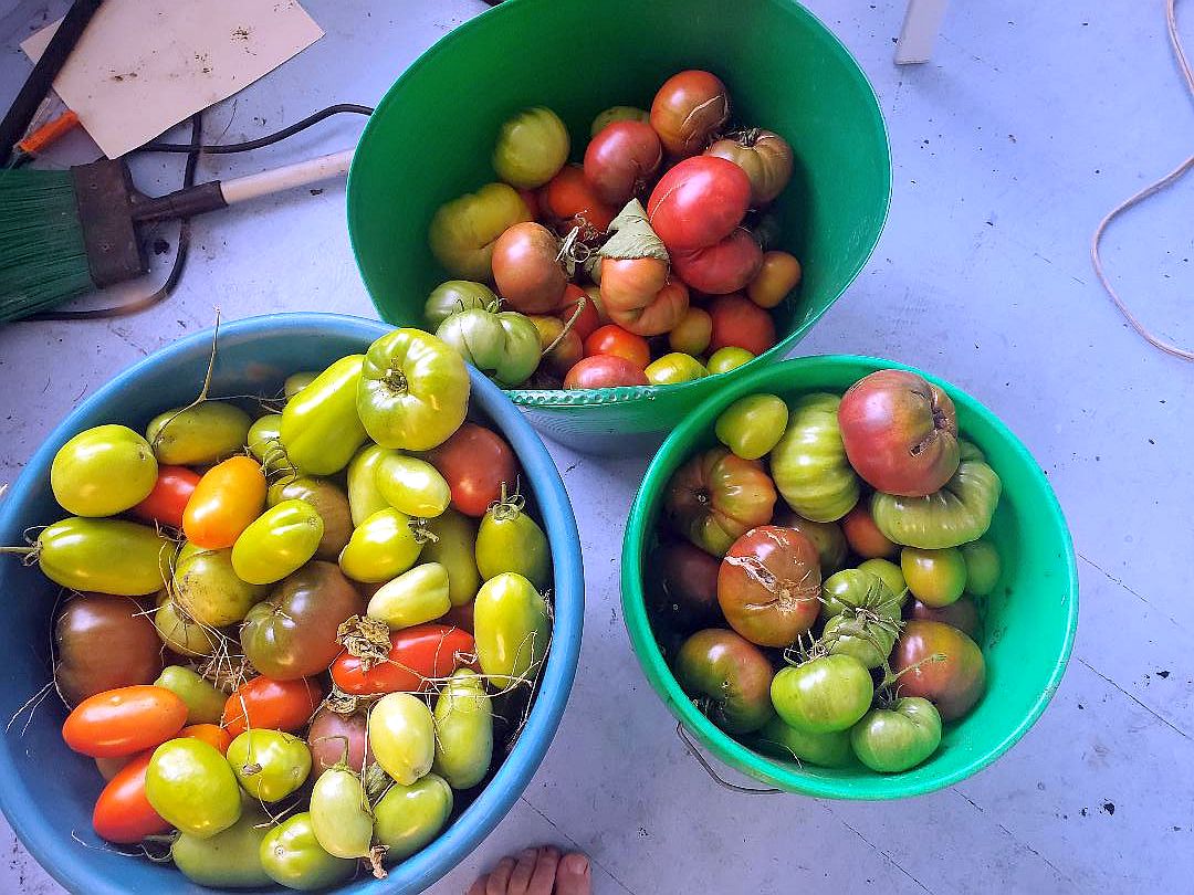 Tomato harvest, 10-07-22.jpg