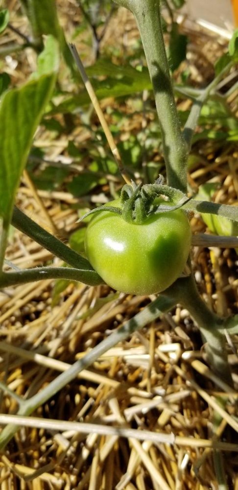 Tomato.jpg