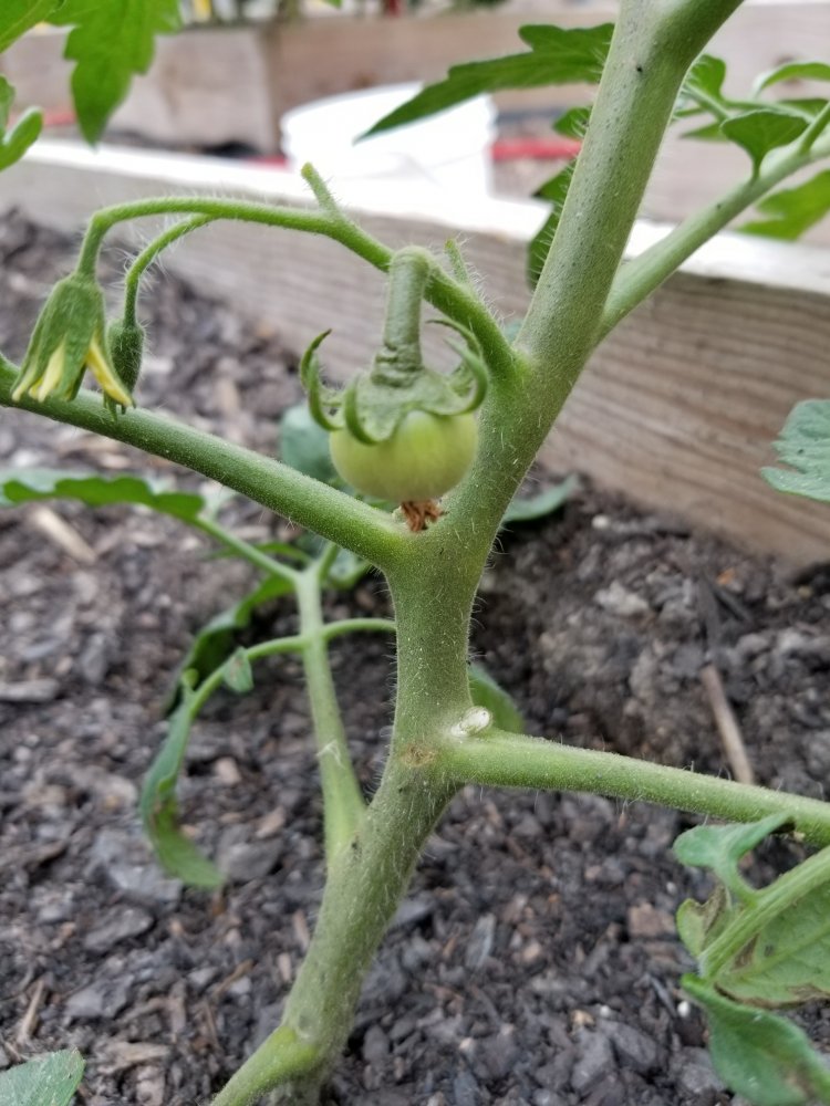 Tomato.jpg