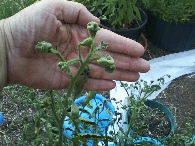 tomato.jpg