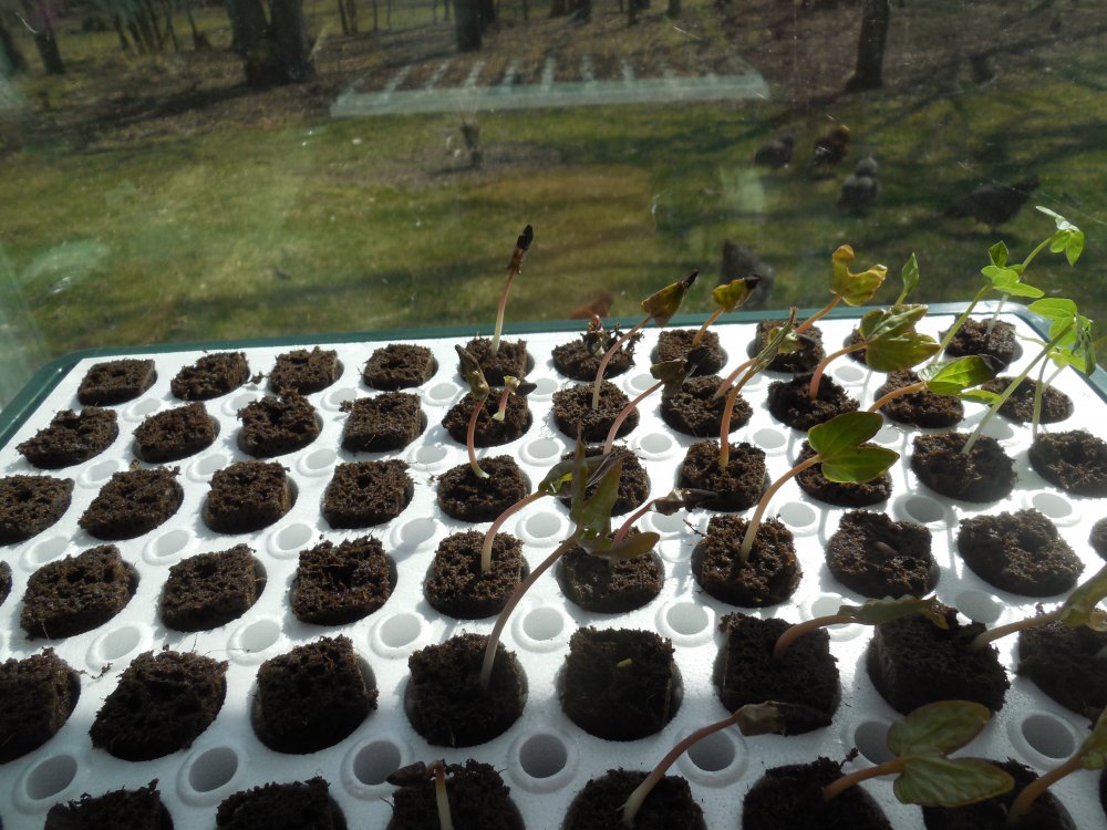 tomato & morning glories.JPG