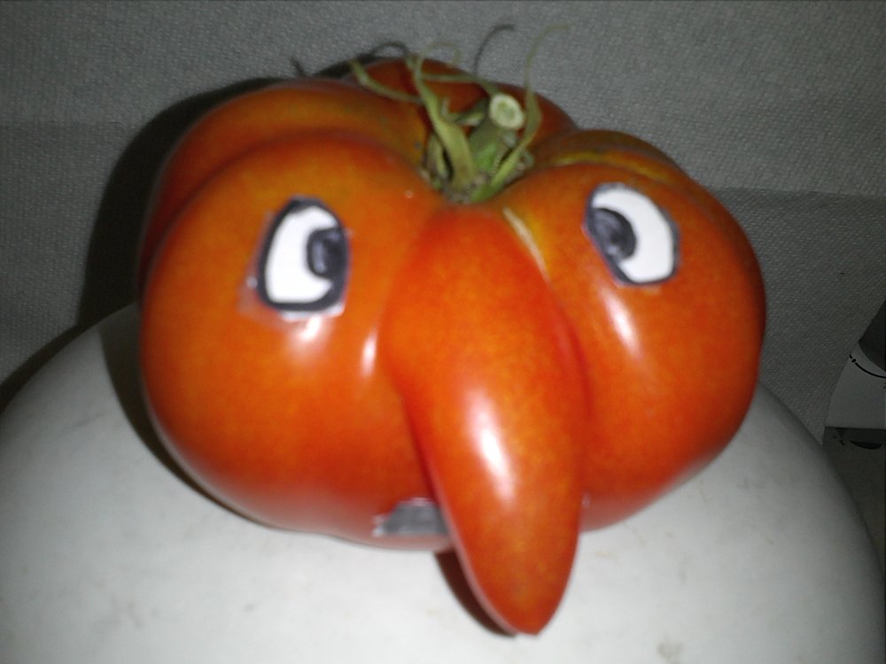 Tomato Mr.jpg