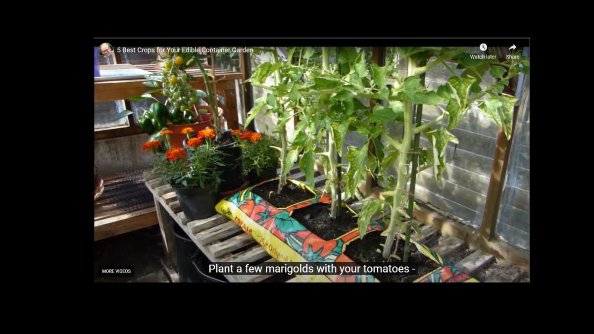 Tomato recycling pots.jpg