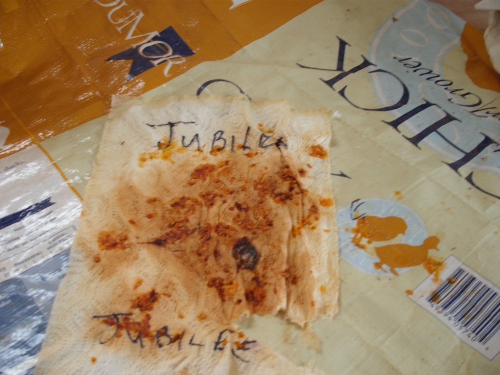 Tomato Seeds.JPG