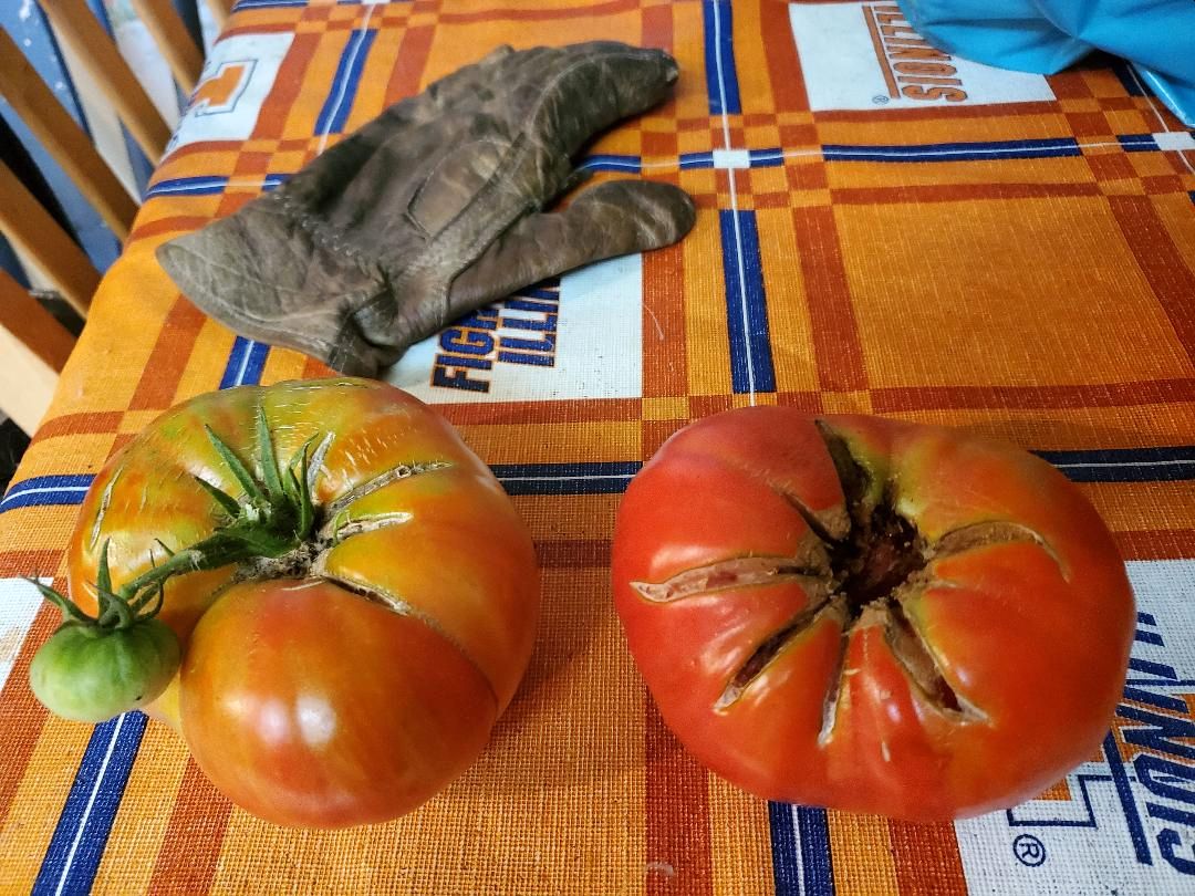 Tomato volunteer, 10-10-22.jpg
