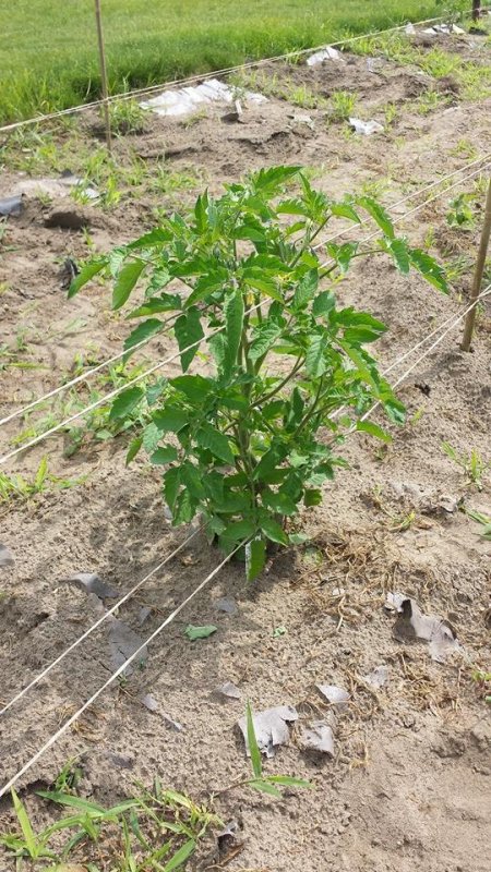 tomato14.jpg