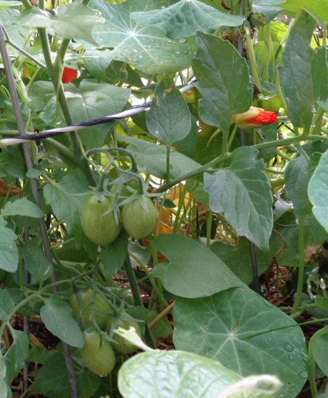 Tomatoes 02 email.JPG