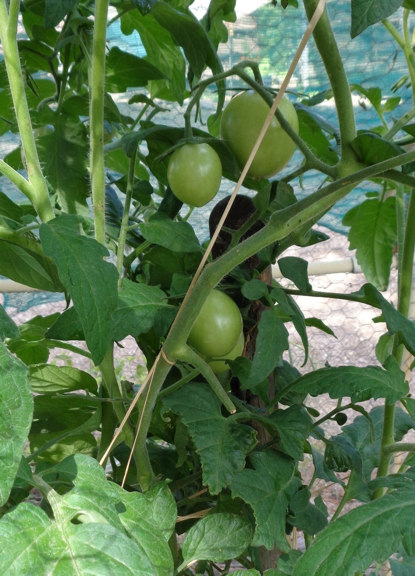Tomatoes 03 email.JPG