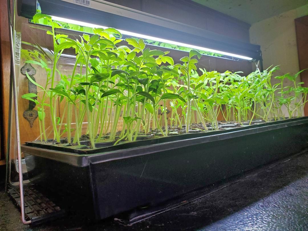 Tomatoes, 04-26-23.jpg