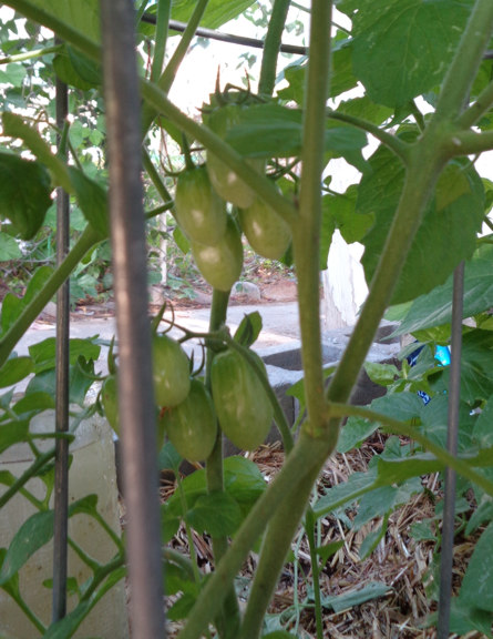 Tomatoes 04 email.JPG
