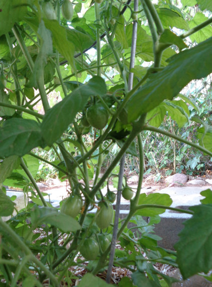 Tomatoes 06 email.JPG