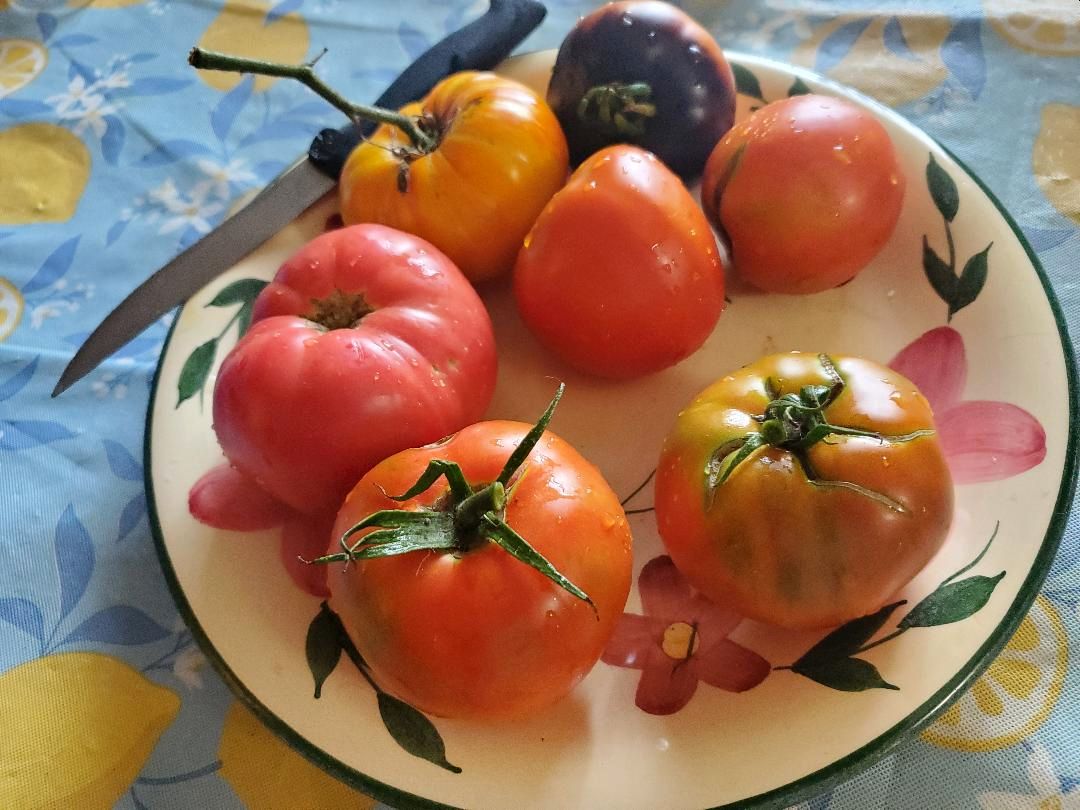 Tomatoes, 08-17-23.jpg