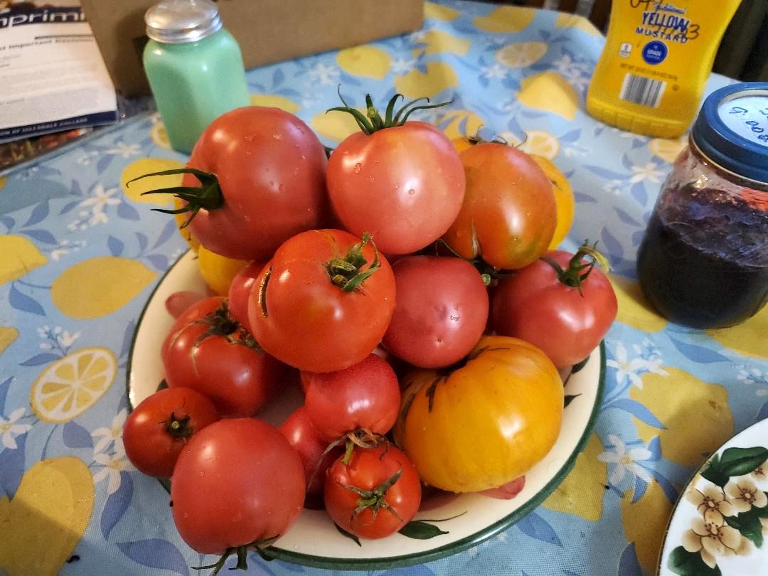 Tomatoes, 08-20-23.jpg