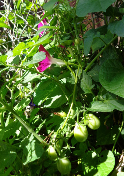 Tomatoes 08 email.JPG